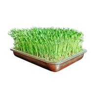 Vassoio per germogli | Grande propagatore in acciaio inossidabile antiruggine | Conservazione durevole delle piante da giardino per una rapida crescita dei semi | Vassoio per coltivazione Mini Green |