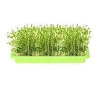 Vassoio Per Piante Da Vivaio - Vassoi Per Semi | Vassoio Per La Germinazione Delle Piantine Vassoio Per Vivai | Vassoio Per Invasatura, Vassoi Per Piante, Coltivatore Di Di Grano Di Grande Capaci