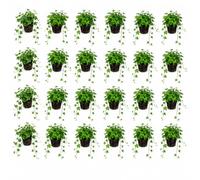 vdvelde - 24 Piante di Edera Mix - 3 Varietà di Hedera - Resistenti al Freddo, Sempreverdi e Perenni - Piante Rampicanti e Tappezzanti per Giardino, Muri e Zone Ombreggiate - Vaso P9-25-40 cm