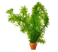 vdvelde․com - Elodea densa, 5 piante ossigenanti per laghetto