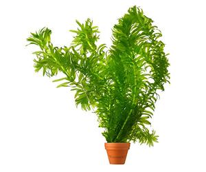 vdvelde․com - Elodea densa, 5 piante ossigenanti per laghetto