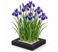vdvelde.com - Iris blu 4x Iris kaempferi su isola galleggiante laghetto | Fiori viola a giugno e luglio, filtro naturale, cestino, substrato e concime inclusi, rustico