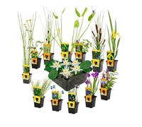 vdvelde.com - Kit laghetto bianco 13 pezzi, ninfea nana Nymphaea alba | Avvio completo con cestini e substrato, rustico, adatto agli insetti, profondita da 1 a 10 cm