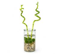 vdvelde․com - Lucky Bamboo 2 steli in vaso di vetro, pianta vera
