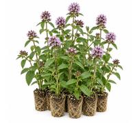 vdvelde.com - Menta acquatica Mentha aquatica, 12 piante da laghetto | Pianta di riva profumata, profondità 0-20 cm, fioritura da giugno a settembre