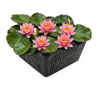 vdvelde.com - Ninfea nana rosa pianta vera per laghetto, in cesto | Set completo con cesto, argilla, substrato, ghiaia e concime, profondità da 10 a 40 cm, fiorisce da giugno a settembre