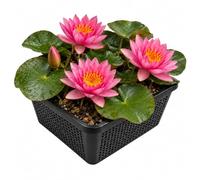 vdvelde.com - Ninfea rosa Nymphaea Pink Opal, rustica da laghetto | Set completo con cestino, substrato e concime, profondita da 10 a 100 cm, fiorisce da maggio a settembre