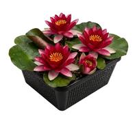 vdvelde.com - Ninfea rossa Nymphaea Attraction in cestino laghetto | Set completo con substrato, concime e ghiaia, profondita da 10 a 100 cm, fiorisce da maggio a settembre