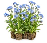 vdvelde.com - Nontiscordardime, 12 piante da laghetto rustiche | Pianta di riva rustica, profondità 0-10 cm, fioritura blu da maggio a settembre