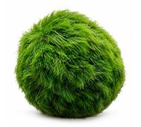 vdvelde.com - Palline di muschio 10 pezzi, Aegagropila linnaei laghetto | Verde vivo che da ossigeno e frena le alghe filamentose, sicuro con caridine e betta, Ø circa 4 cm