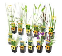 vdvelde.com - Piante acquatiche 12 pezzi con 3 cestini da laghetto | Specie ossigenanti e fioriture di riva per il giardino acquatico, profondita da 1 a 10 cm