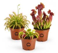 vdvelde.com - Piante carnivore vere 3 pezzi con dionea acchiappamosche | Catturano zanzare e mosche senza chimica, vaso da 9 cm, altezza 15 cm, facili da curare