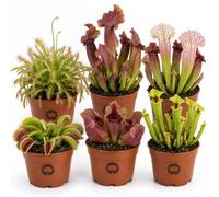 vdvelde.com - Piante carnivore vere 6 pezzi con dionea acchiappamosche | Mix che cattura gli insetti in modo naturale, vaso da 9 cm, altezza 15 cm, per casa o terrario