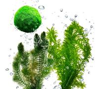 vdvelde.com - Piante Ossigenanti contro Alghe, Laghetto 500-1.250 L | 20 piante sommerse resistenti al gelo con ceratofillo, elodea e palle di muschio, contro acqua verde, senza chimica