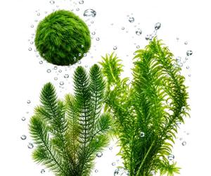 vdvelde.com - Piante Ossigenanti contro Alghe, Laghetto 500-1.250 L | 20 piante sommerse resistenti al gelo con ceratofillo, elodea e palle di muschio, contro acqua verde, senza chimica