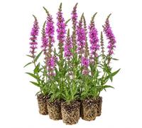 vdvelde.com - Salcerella Lythrum salicaria, 12 piante da laghetto rustiche | Pianta di riva rustica, profondità 0-20 cm, fioritura viola da giugno a settembre