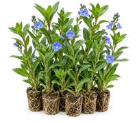 vdvelde.com - Veronica beccabunga, 12 piante da laghetto rustiche | Pianta di riva strisciante con fiori blu, profondità 0-20 cm, fioritura da maggio a settembre
