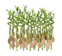 vdvelde - Lucky Bamboo Set da 30 con Cartoncini - Dracaena Sanderiana Bambù della Fortuna - Regalo per Invitati a Matrimonio ed Evento - 40-45 cm