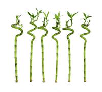 vdvelde - Lucky Bamboo Set da 6 - Dracaena Sanderiana Bambù della Fortuna - 6 Steli Decorativi 40-45 cm - Ø circa 2 cm - Pianta da Interno Feng Shui