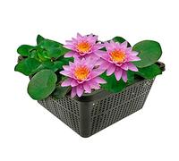 vdvelde - Ninfea Rosa in Cestello - Nymphaea Pink Opal - Pianta per Laghetto Set Completo con Substrato, Fertilizzante & Ghiaia - Per Laghetto 10-100 cm di Profondità