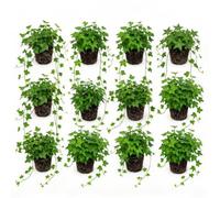 vdvelde - Piante di Edera Mix - 12 Varietà di Hedera - Resistenti al Freddo, Sempreverdi e Perenni - Piante Rampicanti e Tappezzanti per Giardino, Muri e Zone Ombreggiate - Vaso P9-25-40 cm