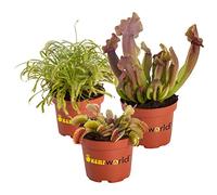 vdvelde - Set 5 Piante Carnivore - Dionaea, Sarracenia & Drosera - Ø 9 cm, Altezza ca. 15 cm - Piante da Interno Carnivore contro Insetti - Senza Prodotti Chimici