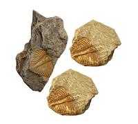 Veemoon 1 Set Esemplare Fossile Trilobato E Proprio Trilobito Esemplare Didattico Puntelli Trilobiti Oggetti Di Scena Per L'insegnamento 3 Pezzi