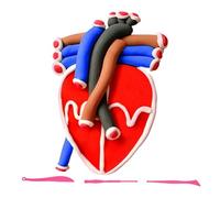 Veemoon 2 set di modelli della struttura del cuore e degli organi del corpo | Modelli anatomici didattici a supporto dell'insegnamento, modello realistico del cuore per le cliniche, apprendimento