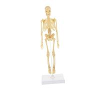 Veemoon Giocattoli Modello Scheletro Umano Modello Anatomico Di Scheletro Modello Di Scheletro Medico Modello Del Scheletrico Modello Di Scheletro Anatomico Plastica