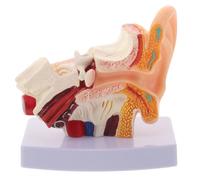 Veemoon Modello anatomico dell'orecchio umano ingrandito 1,5 volte: | Modello dimostrativo da tavolo con base rimovibile per studenti di medicina, uso clinico e didattica in aula.