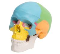 Veemoon Modello di teschio realistico assemblabile, teschio umano dipinto a colori con calotta e mandibola rimovibili, oggetto di studio anatomico per l'insegnamento e il disegno in classe.