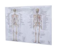 Veemoon Poster Anatomia Umana 50x70 Cm su Seta, Immagine Didattica Scheletrica e Figura Muscolare, Strumento Educativo per Scuole e Laboratori, Apprendimento Struttura Interna Corpo Umano