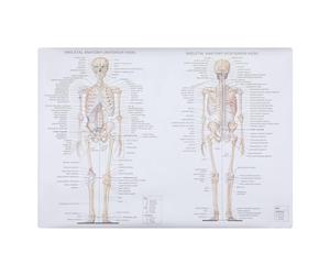 Veemoon Poster Anatomico Umano 50x70 Cm Setoso, Diagramma Muscolare Scheletrico Inglese per Insegnamento Scolastico, Strumento Didattico Scientifico per Aula e Laboratorio