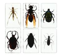 Veemoon Set da 6 Esemplari di Insetti in Resina Trasparente Fermacarte da Collezione di Insetti Piccoli e Decorativi per Aule Musei e Collezioni Scientifiche