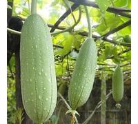 Vegetable Seeds zucca Luffa spugna (luffa cilindrica) 30 + Semi