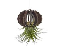 VEKULI Portapiatti Air Riccio di Mare - Supporto unico per Tillandsia