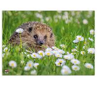 VELOFLEX 4650097 - Tappetino da scrivania riccio, 35 x 50 cm, antiscivolo, cancellabile, con pellicola protettiva trasparente antiriflesso, tappetino da scrivania, tappetino per pittura