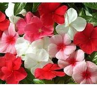 Vendita! Trasporto libero 100 semi di pervinca, Vinca Mix Color (Catharanthus roseus), una copertura perfetta banca dietro la casa, evergr