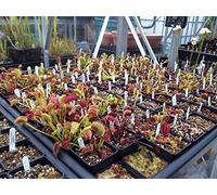 Venus Trap 50 Fresh Uk Seed reale Seed Acquista britannico Seeds ONLY