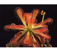 Venusta'Ll Carnivore * 10 Seeds Principianti Piano Seeds ONLY