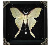 Vera farfalla luna falena cornice in legno insetto essiccato ombra scatola regali per donne tassidermia astronomia luna stella universo opere d'arte collezione da appendere parete soggiorno casa