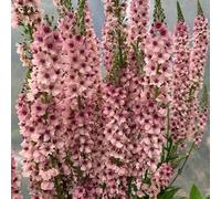 Verbascum thapsus - verbasco ornamentale decorazione semi balcone rialzato letto resistenti vaso 800pcs