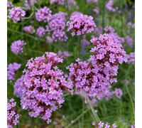 verbena copertura del terreno giardino interno biologiche raro 1000semi