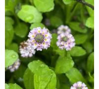 verbena de moquette arbusto di farfalle decorativo semi selvatico perenne resistente jardín decoración sala estar Cobertura 150pcs