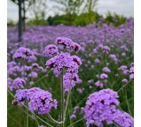verbena interno giardino raro biologiche varietà antiche 225semi