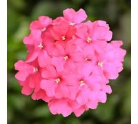 Verbena Lanai Neon Rose in Vaso da 14 cm