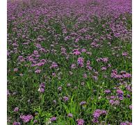 verbena, resistente giardino in vaso biologiche 80semi