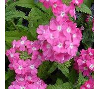 Verbena Rose 50 Semi-Bogo Fuori Dalla Vendita Seeds ONLY
