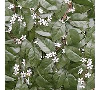 VERDELOOK | Sempreverde a foglia di Gelsomino e Fiori, 1x1 m per Arredo Esterni e Giardino, Verde e Bianco, Siepe Decorativa Artificiale