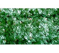 Siepe artificiale foglie lauro in pvc verde 1x3 mt foglie sintetiche da esterno